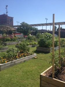 These are small flower bed plots so even downtown residents can grow their own herbs and vegetables.