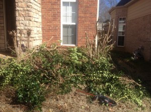 I did get this monstrosity of a bush cut down and back under control but it wasn't on my initial "to do" list.  